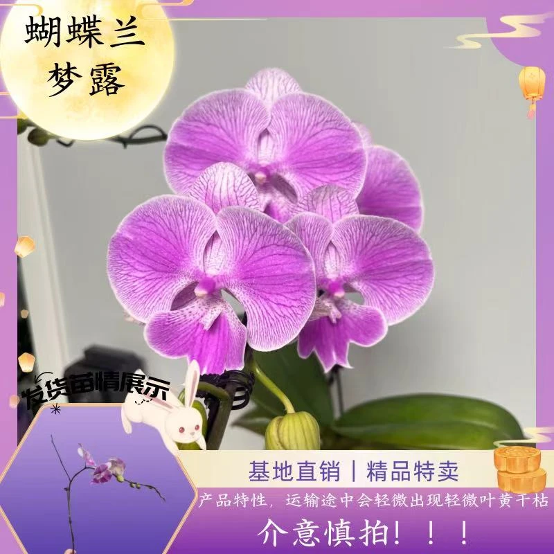 【蝴蝶兰 梦露】中秋好礼 基地直销 名贵淡雅 室内花卉带花发货
