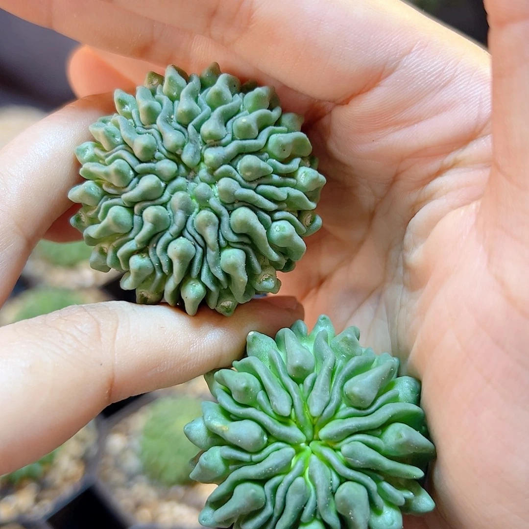 自根蝌蚪球带盆3.8公分根芽
