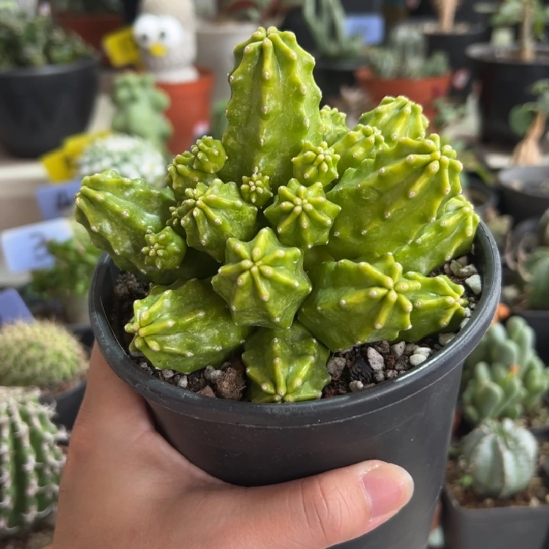 虾锦带盆1111111111