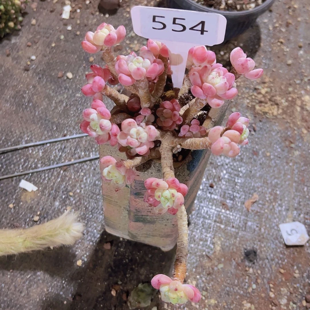 苹*树554樱花罗琦28元元