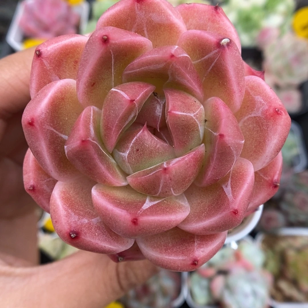 熊猫珍妮可拍604号。