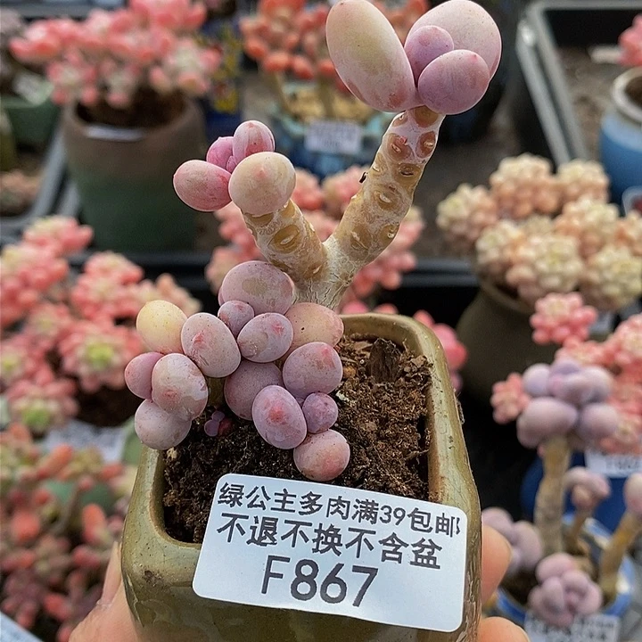 韩版蛋黄奶老桩867多肉植物