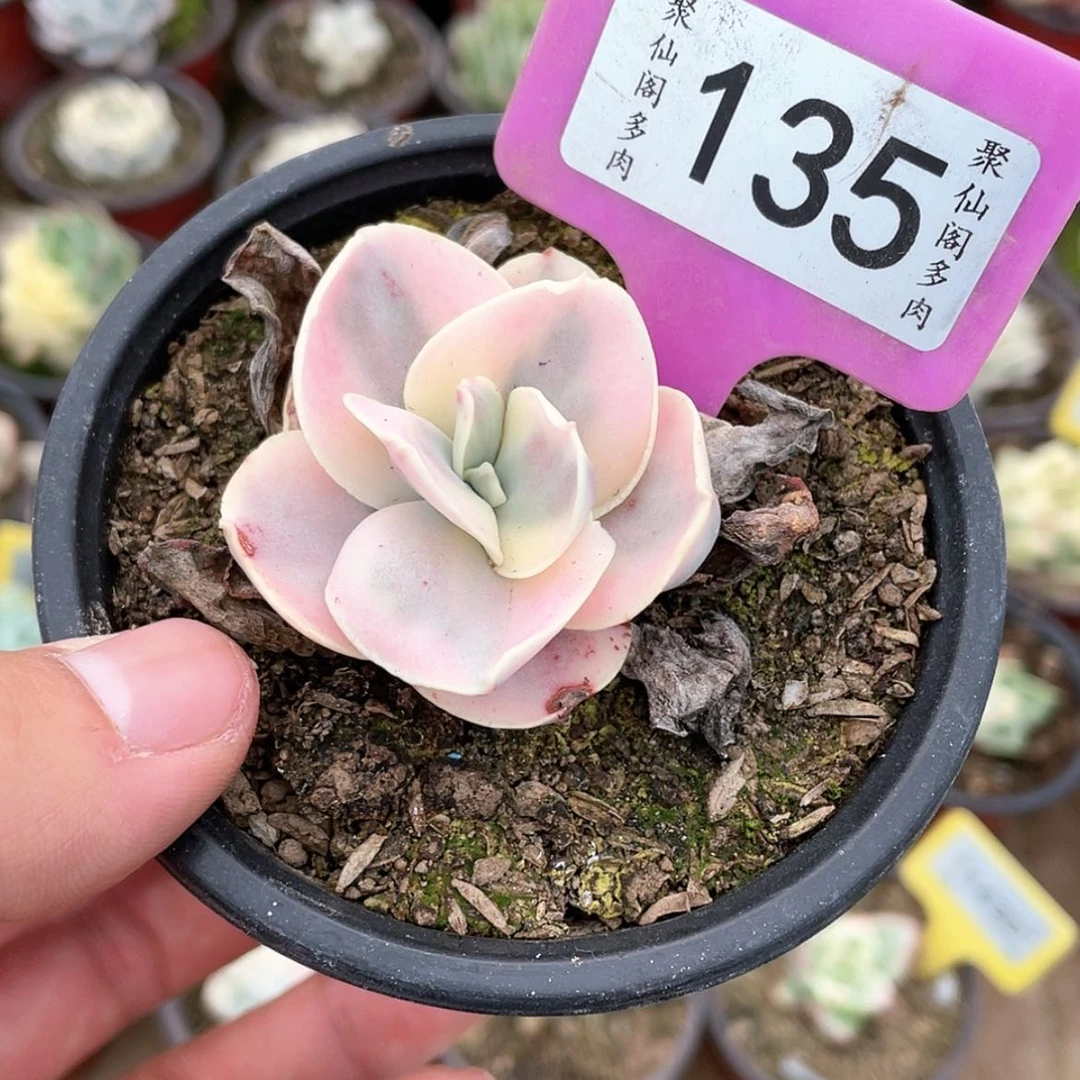 【闪购商品】135号