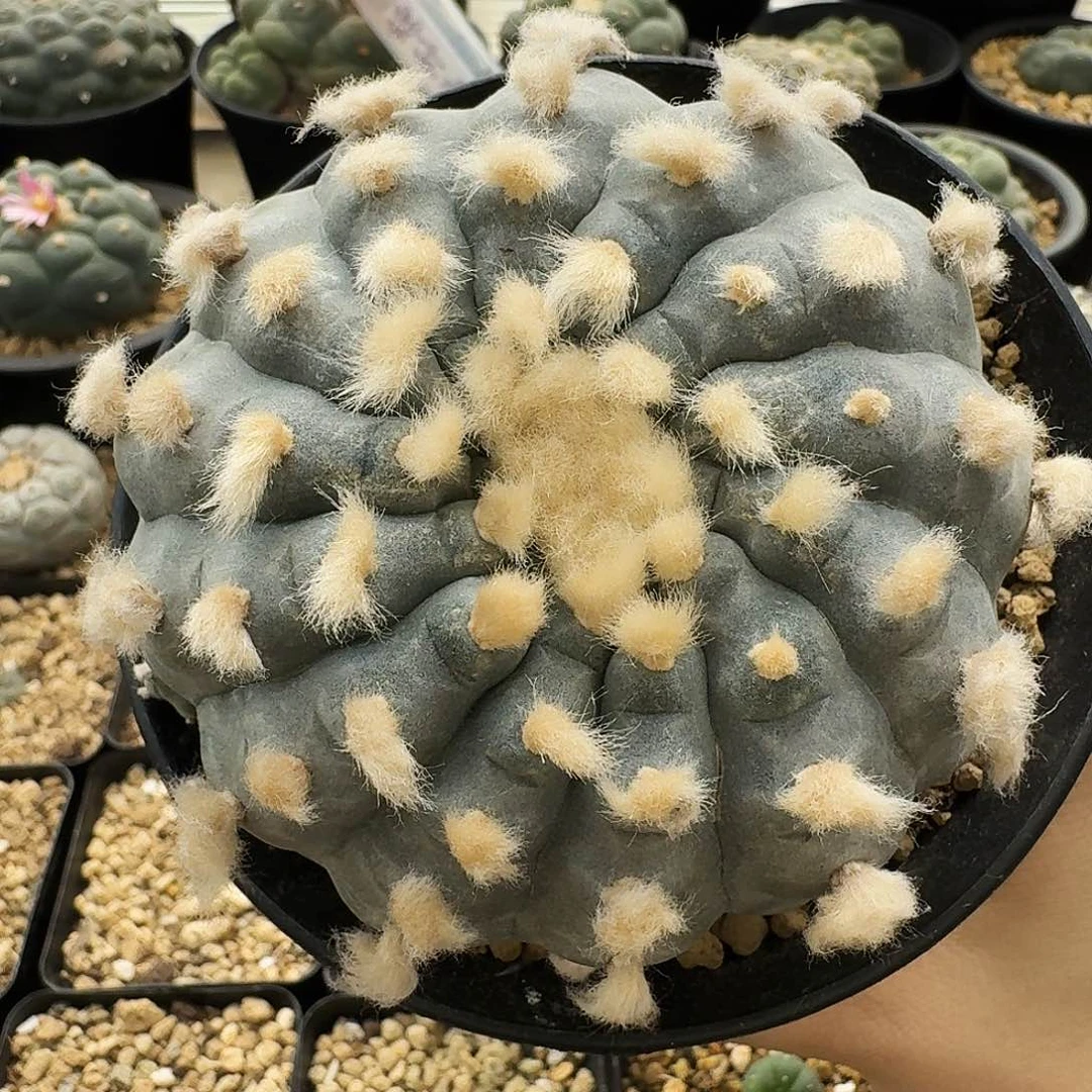 自根德州大W长毛9cm 10021