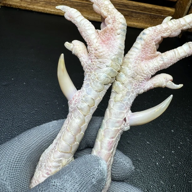 文玩鸡爪骨手把件（一对个性朝天蹬 小微瑕 处理好十天左右发货）