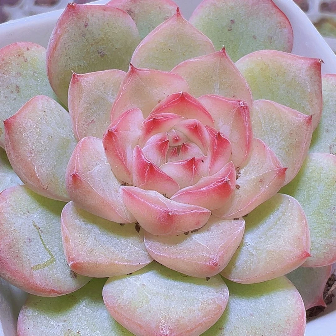 玉笛19包邮多肉植物