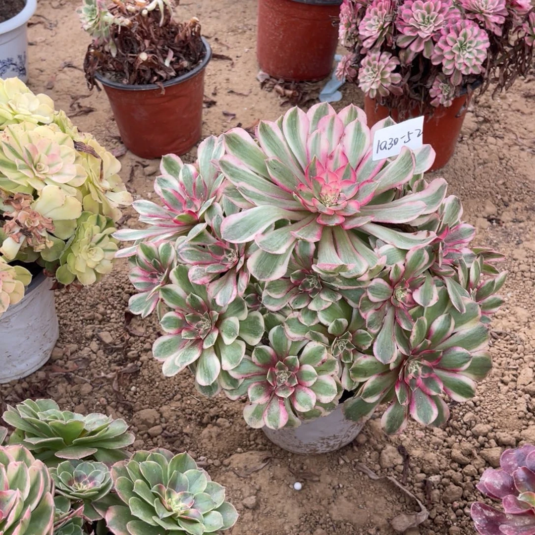 花***园10-30-52桃花坞法师锦多肉