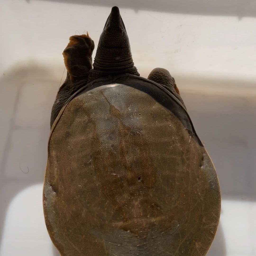 中国大陆野生甲鱼包邮