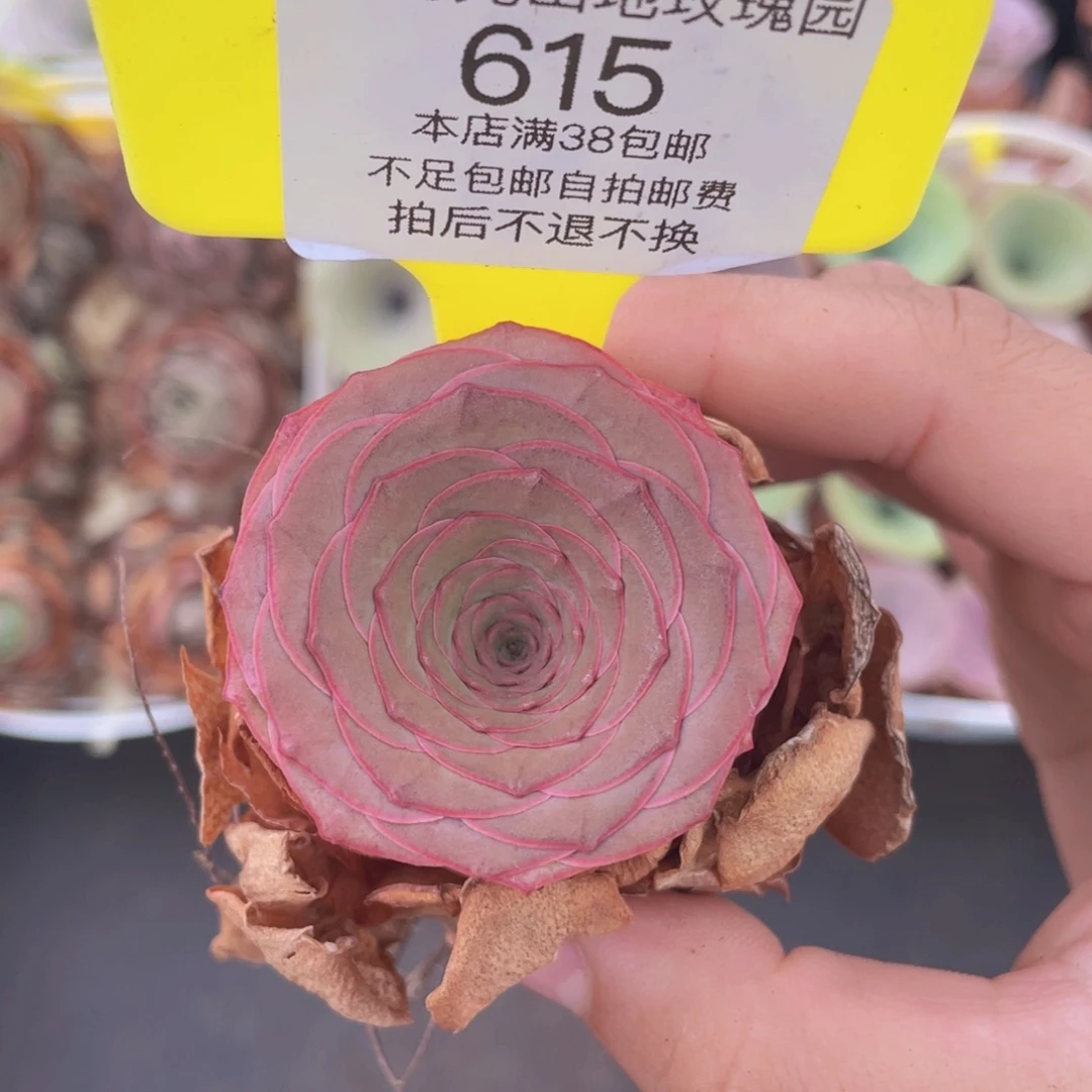 山地玫瑰615满38包邮裸根发货