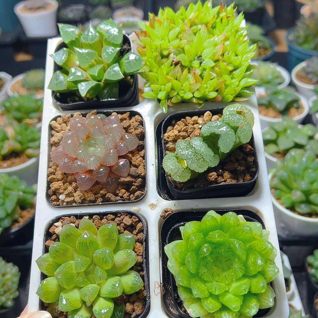 六盆玉露套餐多肉（不带托架）