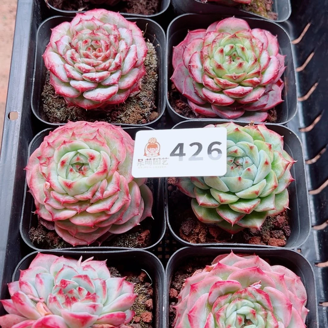 当前无花朵，栽培后可花朵小***糕多肉植物多肉植物