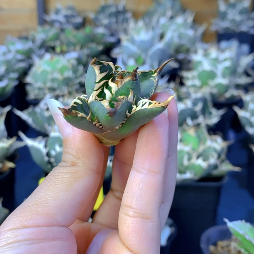 【闪购商品】从**1超级猫顶芽