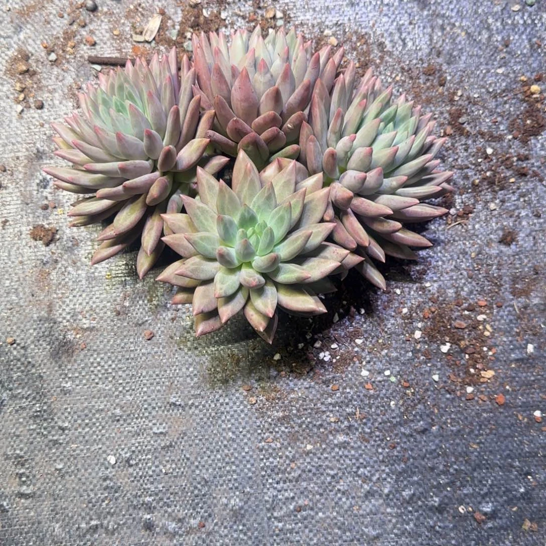 黄胖体水晶球多肉植物一物一拍