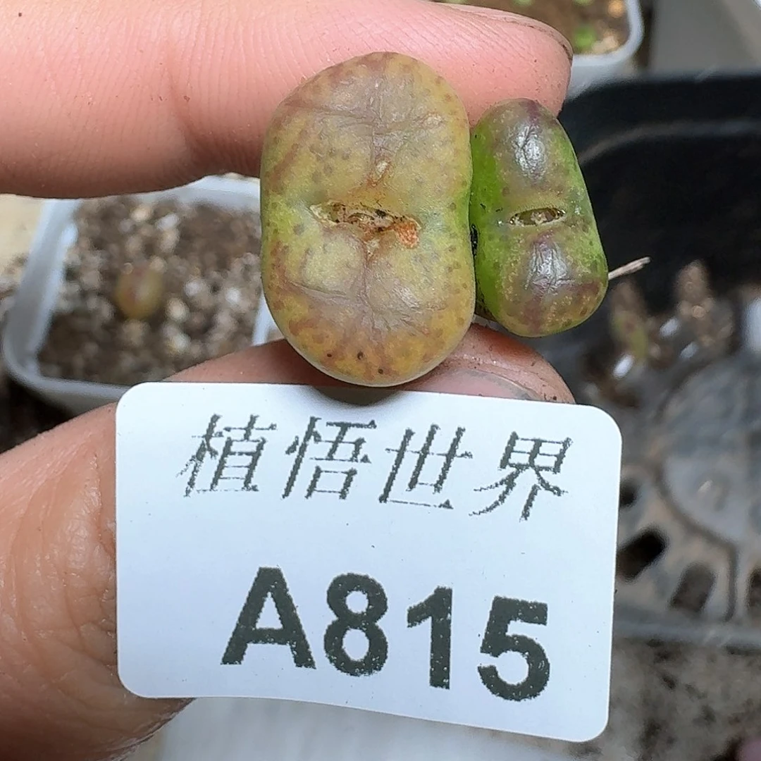 815盒多肉植物哇f c