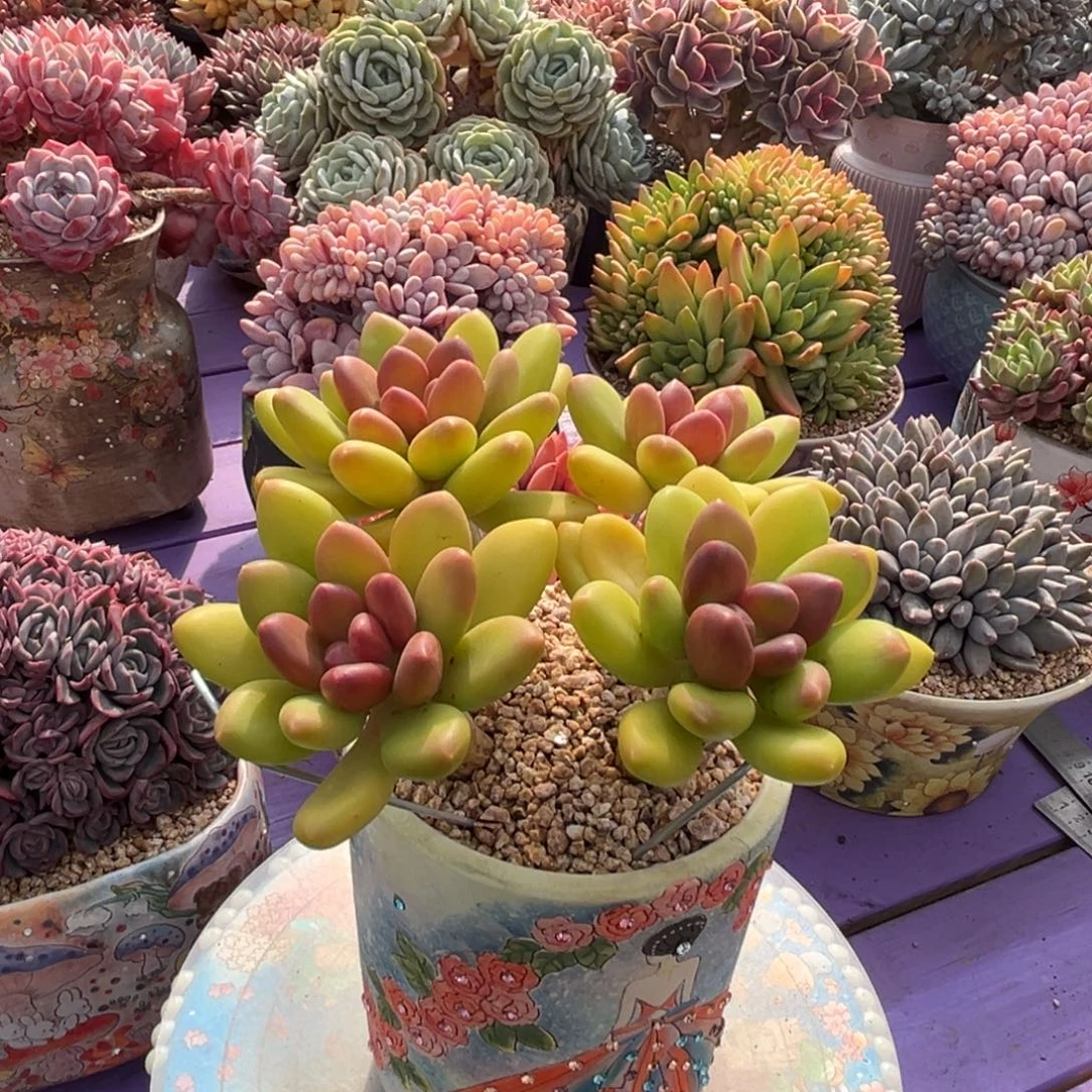 芒果奶老桩一物拍