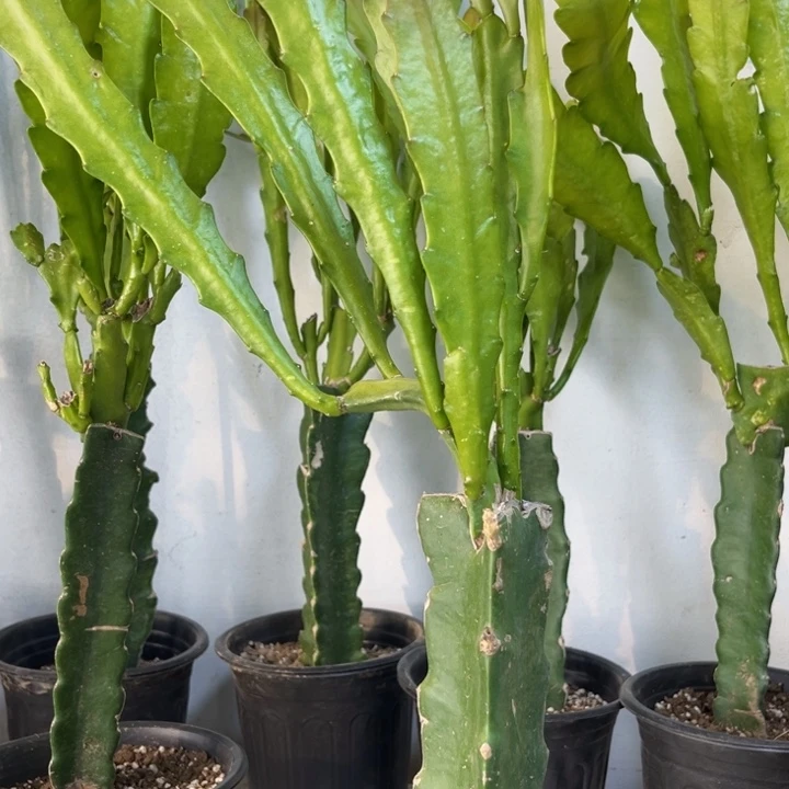 当前无花栽培后可以开花390