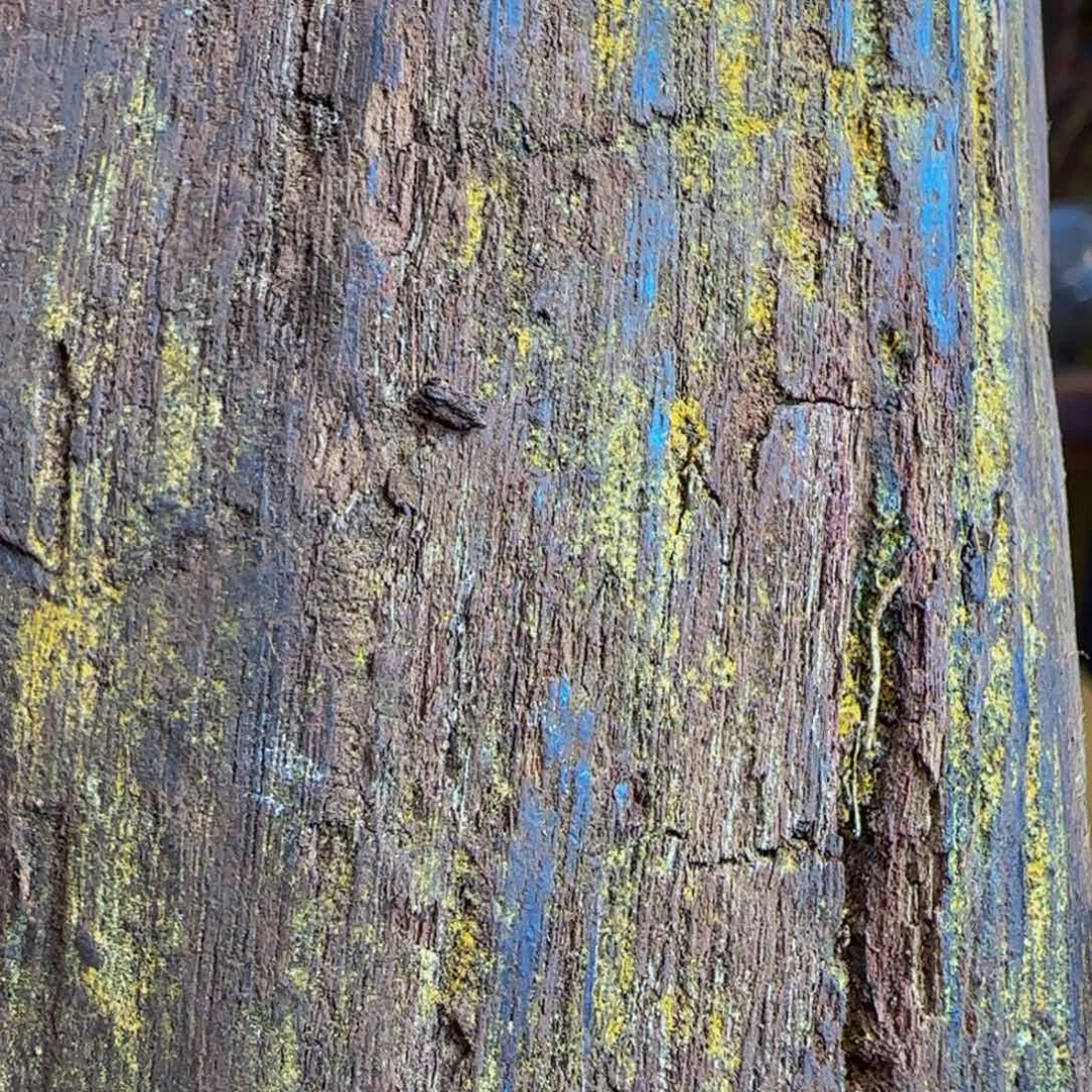 松***年藤类降真香定制2.0单圈不退换