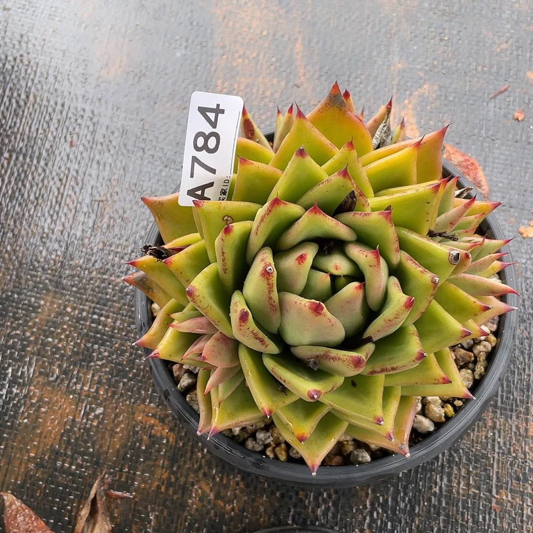 若如东云单拍A784