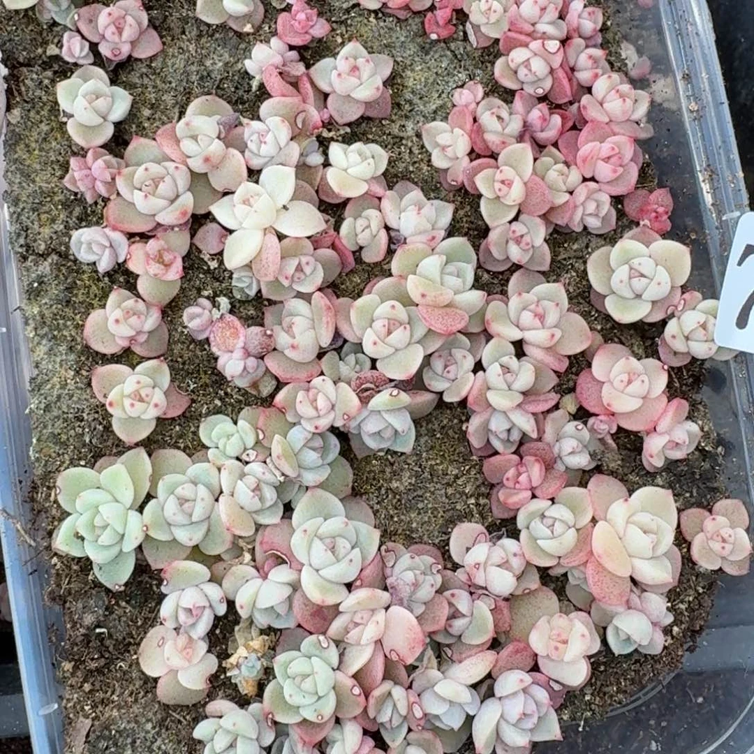 多肉植物多肉植物78