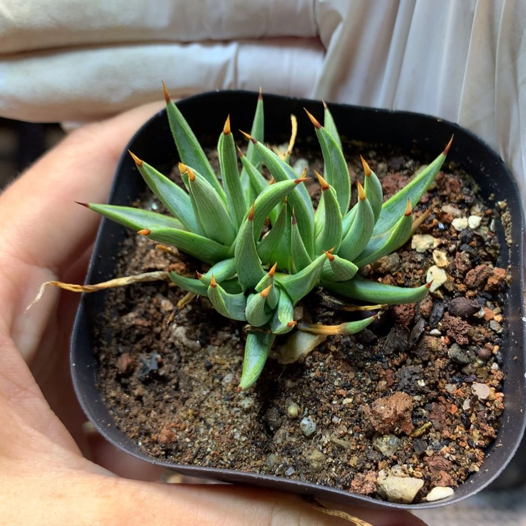 棉花龙  龙舌兰  多头  3头起发