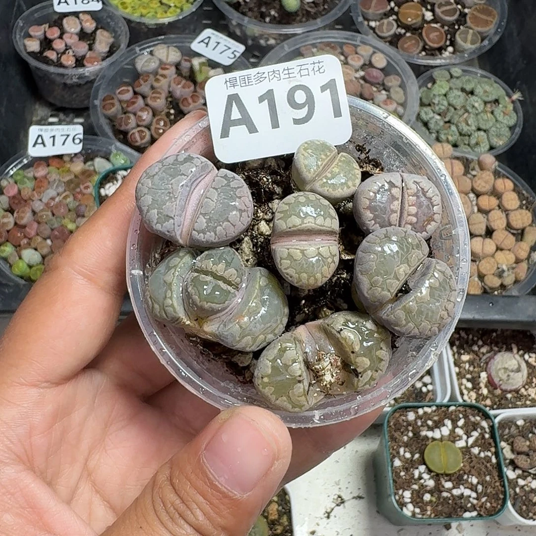 191多肉植物多肉植物