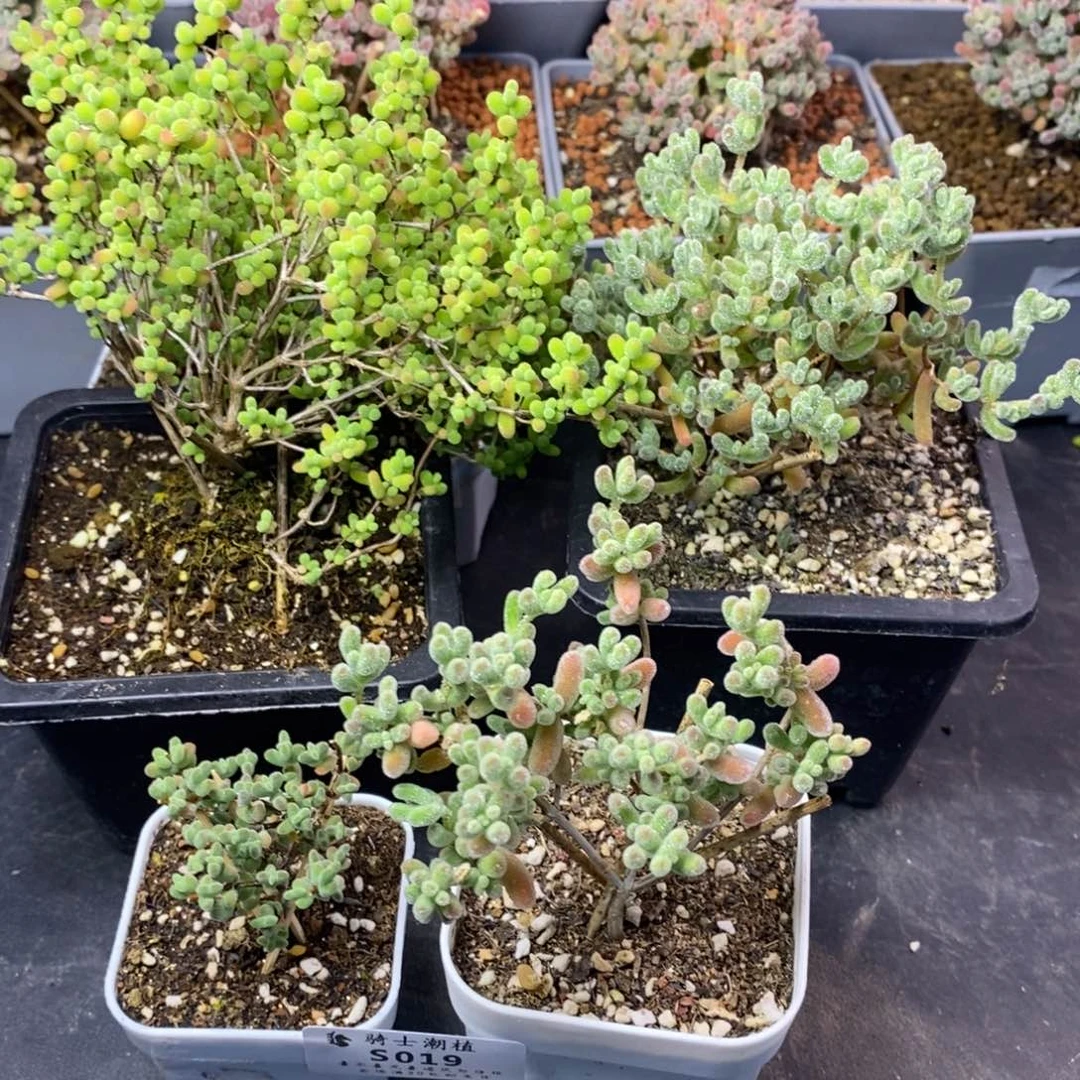 019套餐4颗枝干番杏