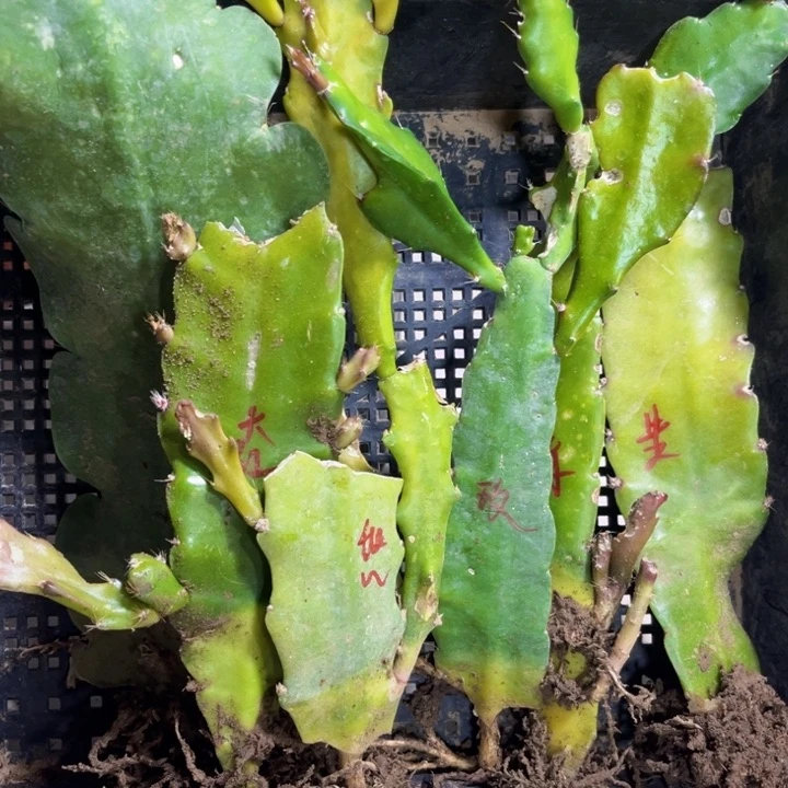 当前无花栽培后可以开花147