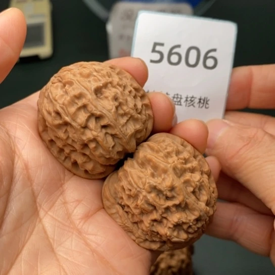 把件文玩核桃38白狮子5606