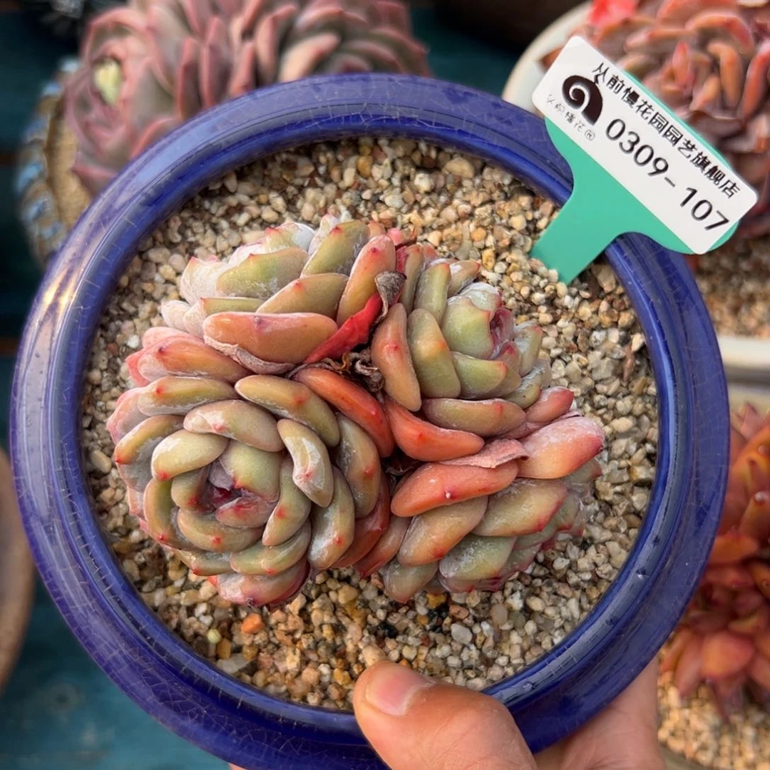 多肉一物一拍0309-107