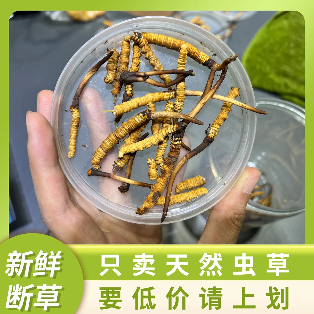 【新鲜断草】那曲玉树野生新鲜冬虫夏草藏族人丁珠确姆虫草产区直供
