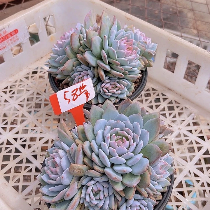 58星星辰带盆一个多肉