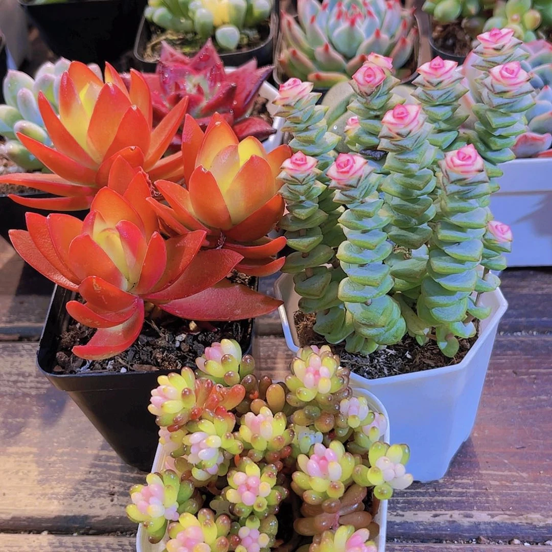 火祭群➕七彩龙珠➕钱串锦