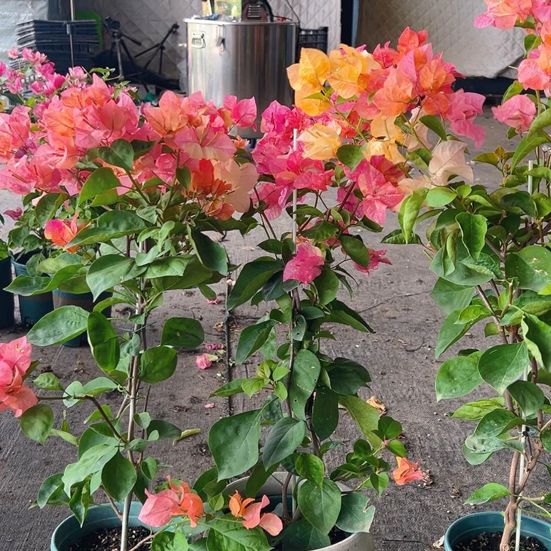 当前无花栽培后可以开花阿达纳带竹一颗