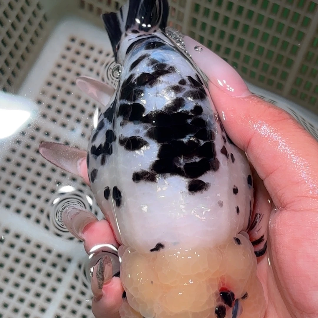 H***球金鱼拍包装包邮，不拍包装运费到付