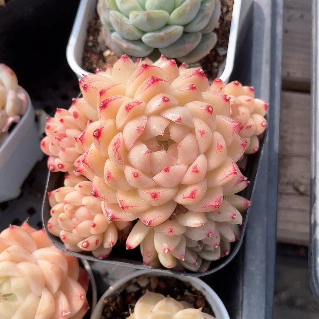 平****意优选麦秆手捧花8128