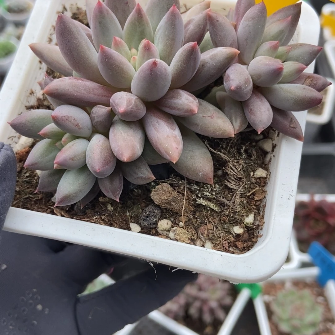 614车厘子多肉植物