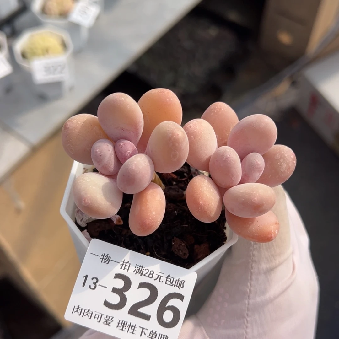 蛋黄奶多肉多肉多肉多肉多肉