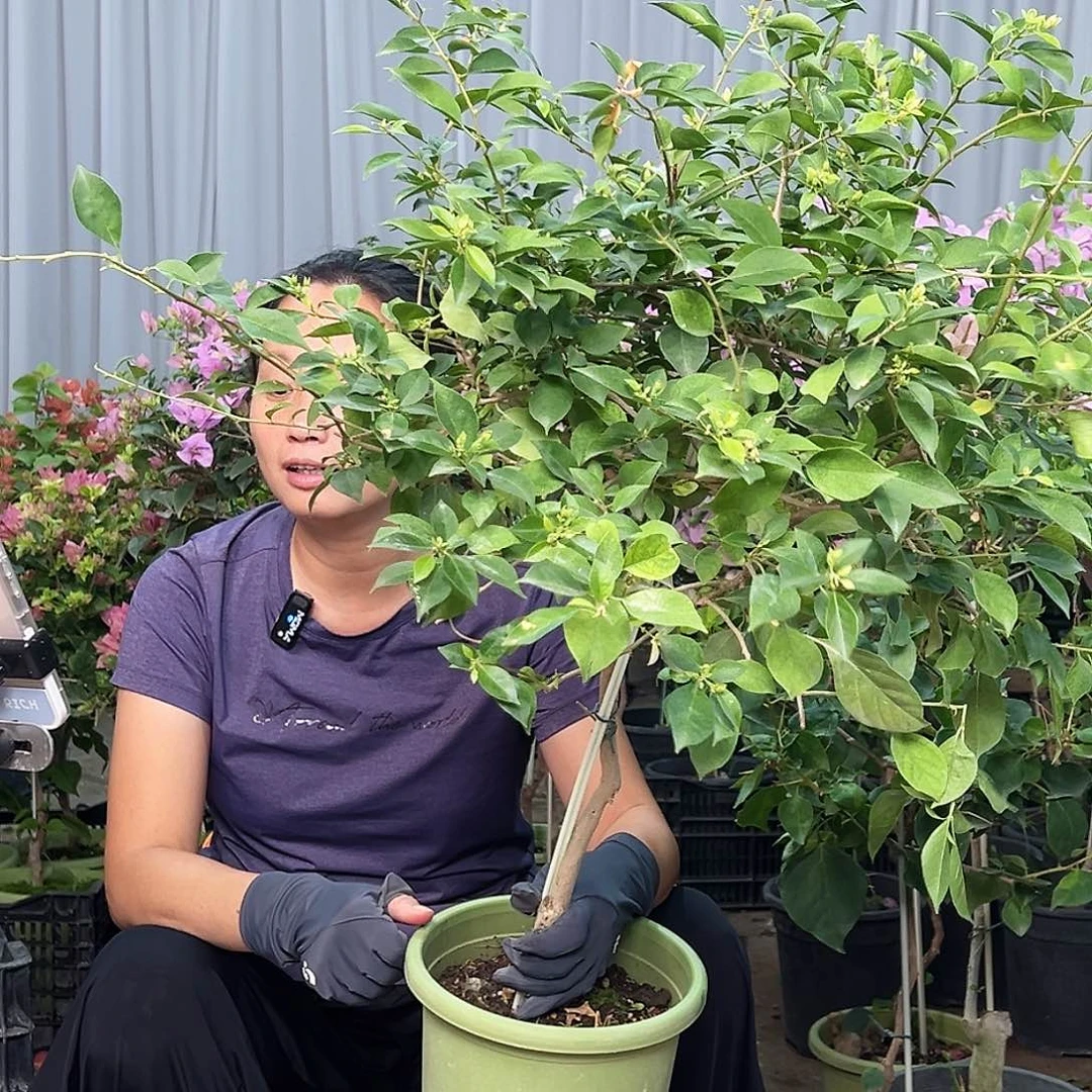 大部分花苞少量开放婆罗洲樱花棒棒糖一颗，绿盆