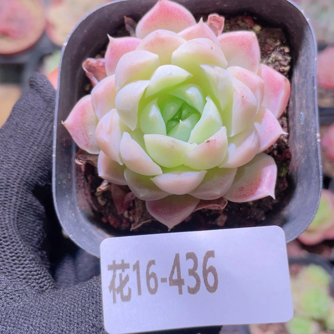 花利美16-436白月影
