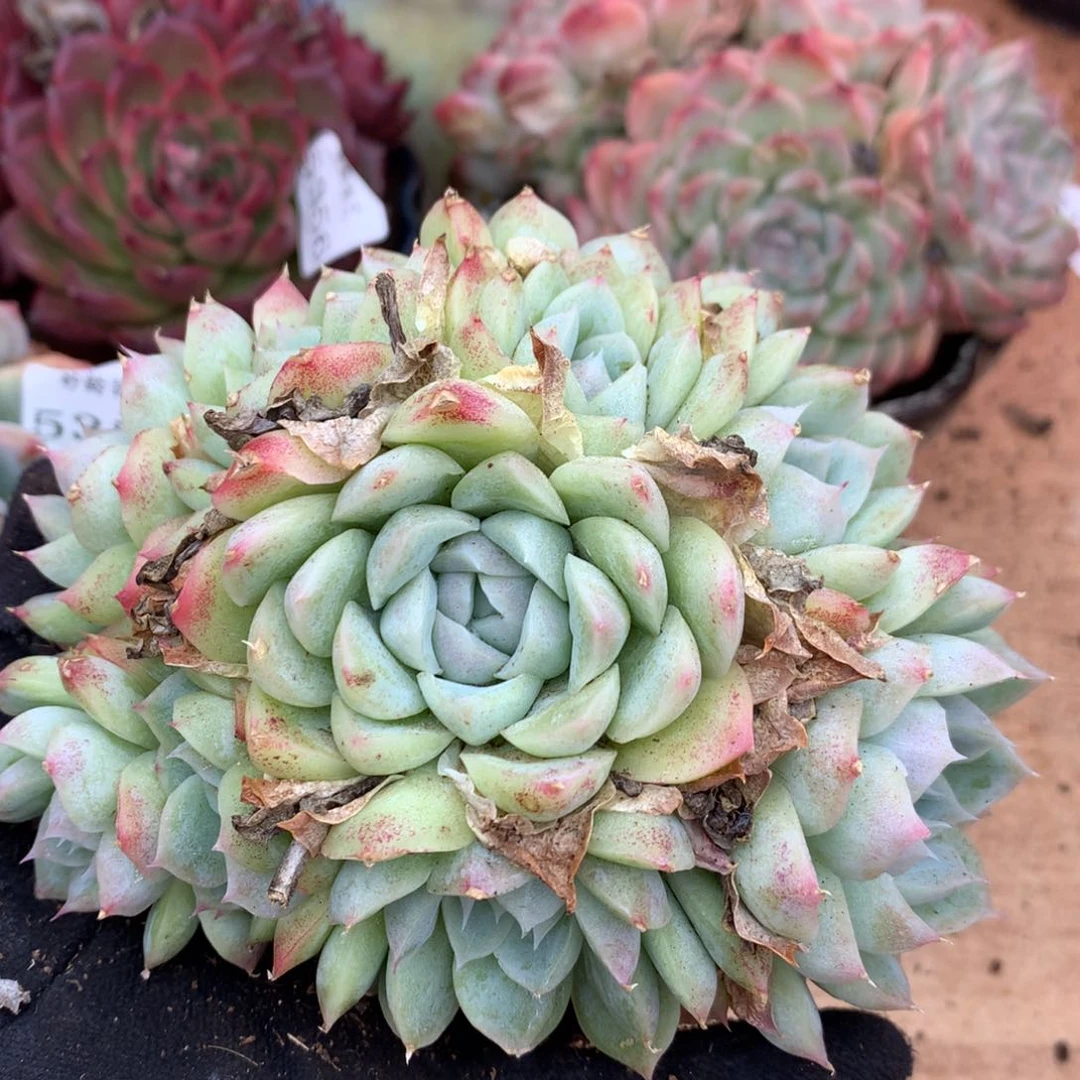 5361杂交多肉植物