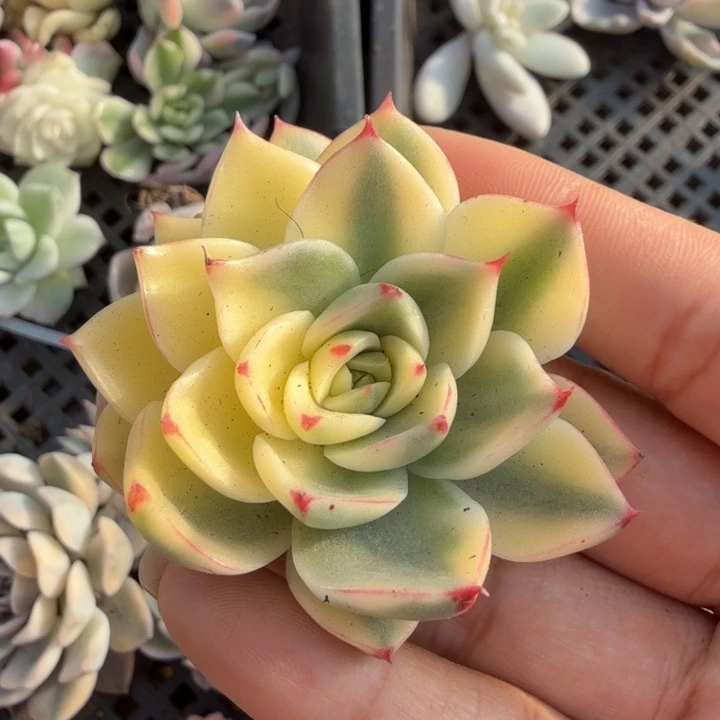 ?**?斗牛士锦主头无根