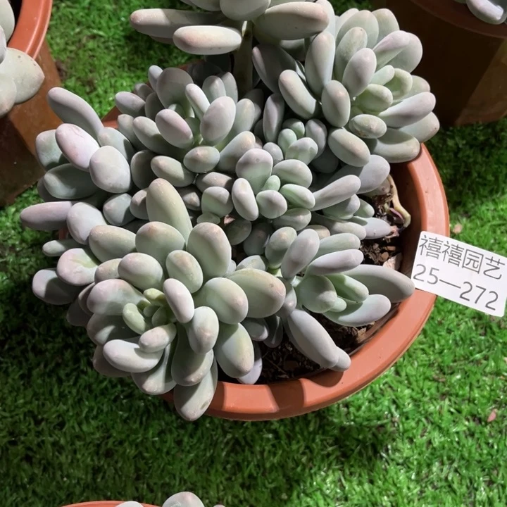 搬****婷25-272大叶奶多肉植物