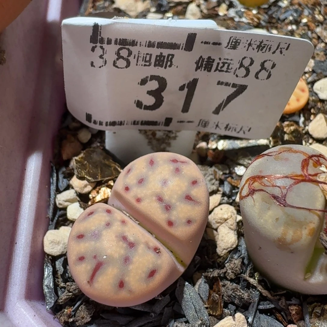 Sss精品生石花 317