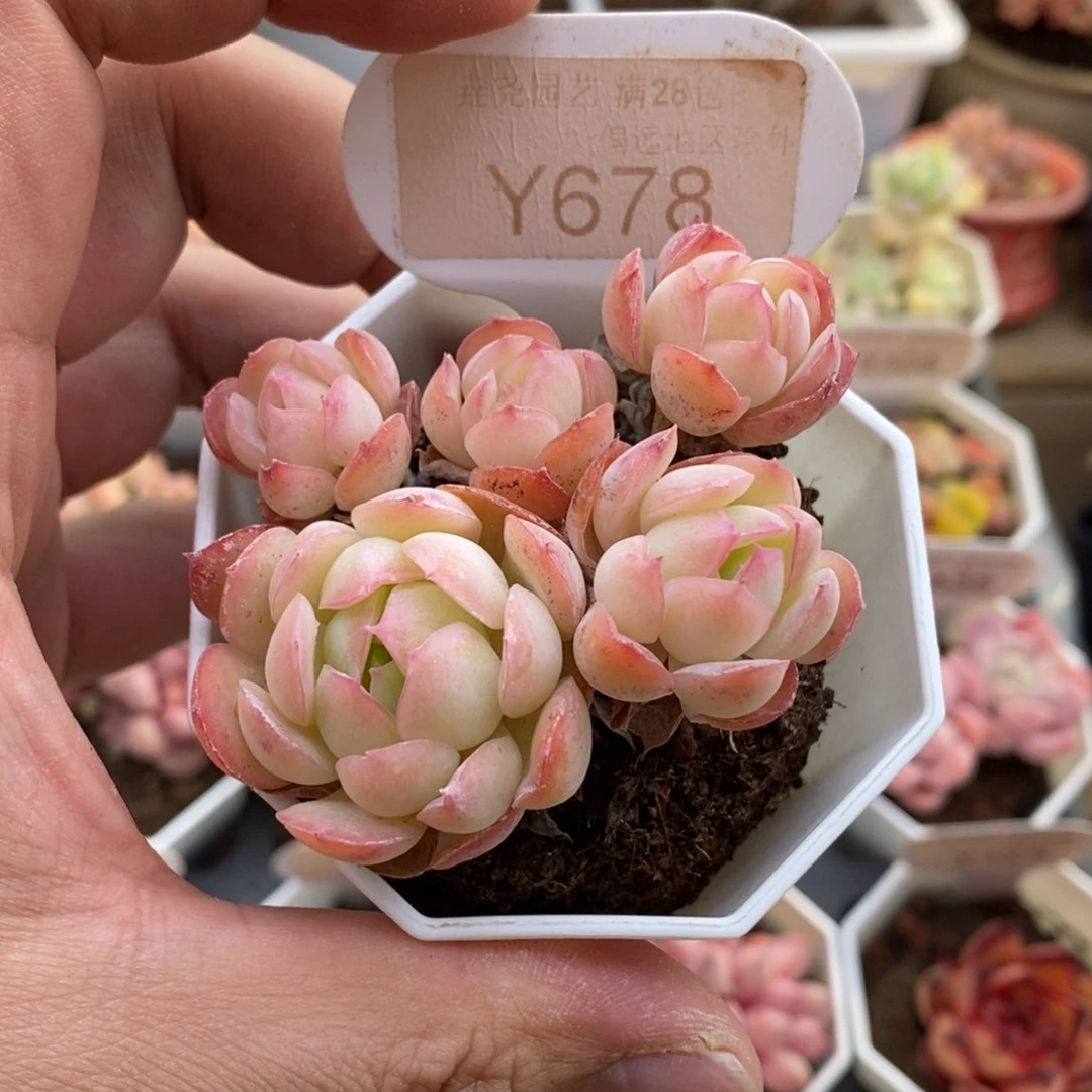 0678橘子冰6.5厘米