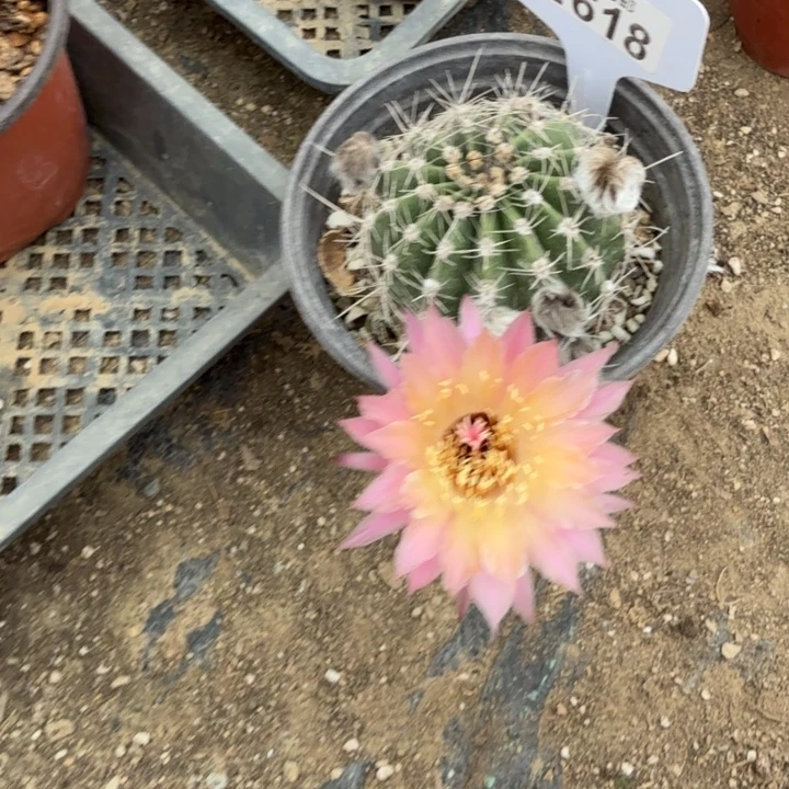 萨苏福利特价E618