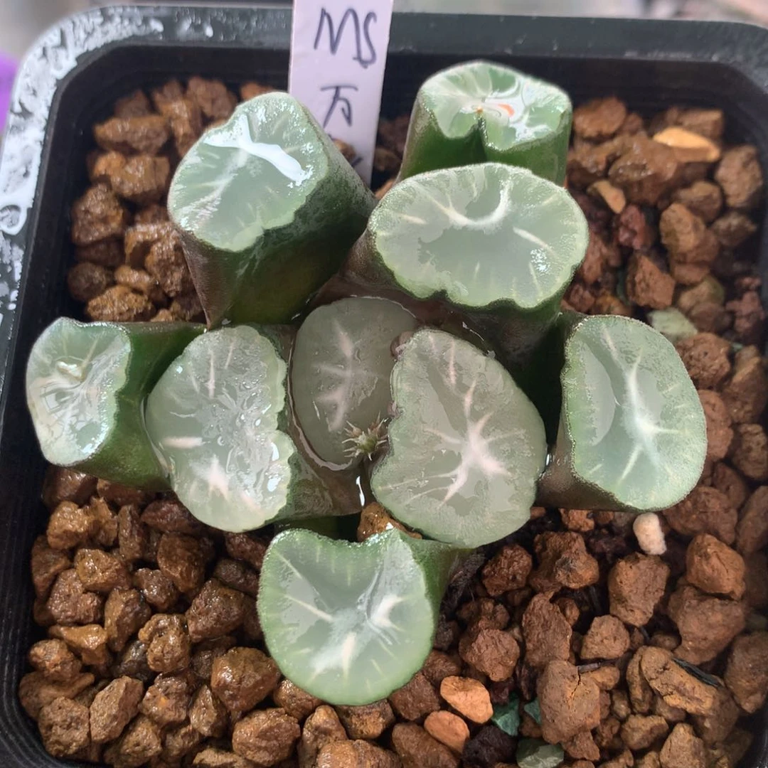 MS万象一物一拍带盆