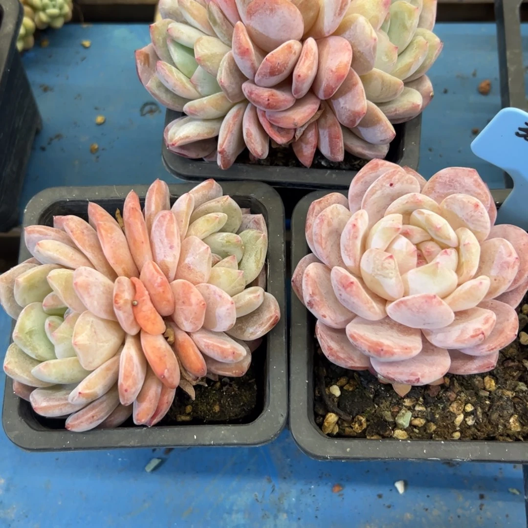 一**丫350201-106橙子3