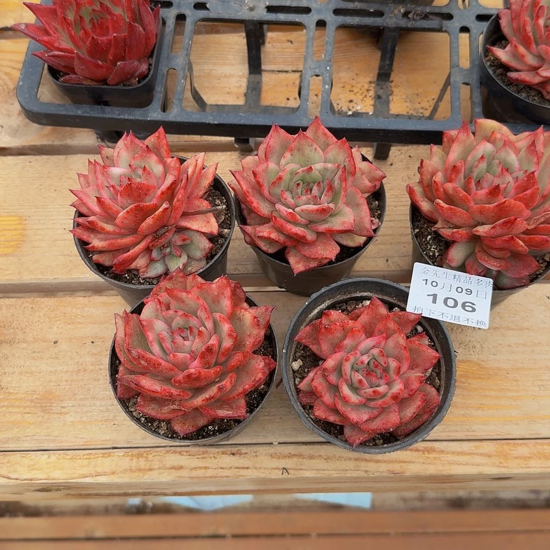 1009-106吉赛尔石化5个