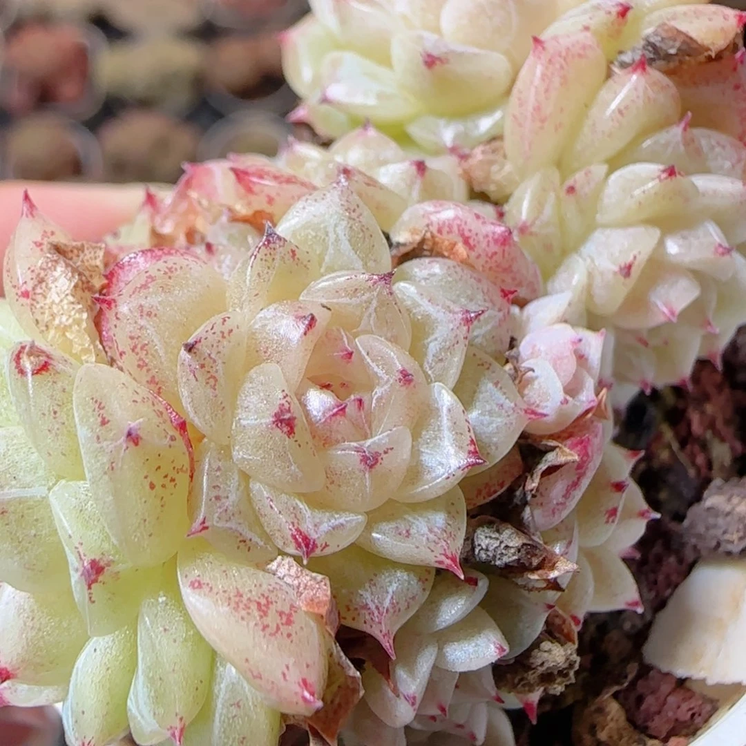 花语多肉1228-21散魔仙朵朵麦秆