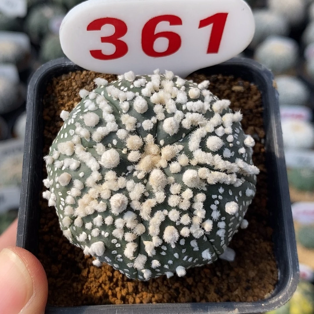 361海星花园系列产品